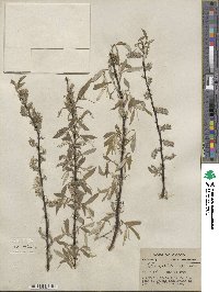 Salix sericea image