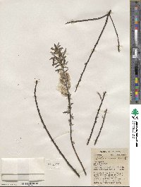 Salix sericea image