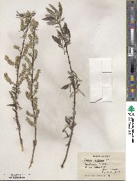 Salix sericea image