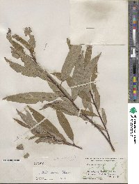 Salix sericea image