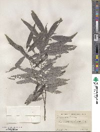 Salix sericea image