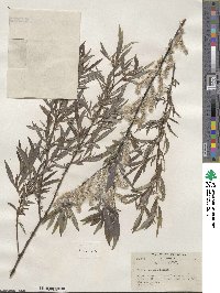 Salix sericea image