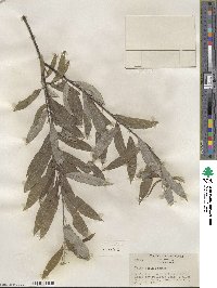 Salix sericea image