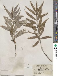 Salix sericea image