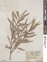 Salix sericea image