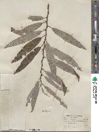 Salix sericea image