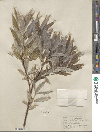 Salix sericea image