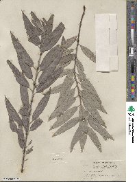 Salix sericea image