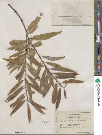 Salix sericea image