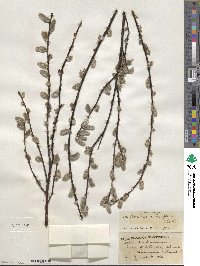 Salix scouleriana image