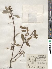 Salix scouleriana image