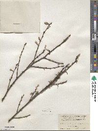 Salix scouleriana image