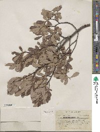 Salix scouleriana image