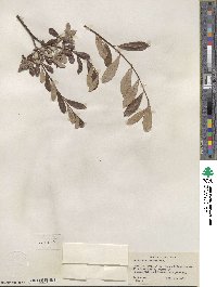 Salix scouleriana image