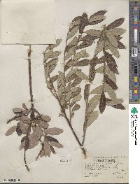 Salix scouleriana image