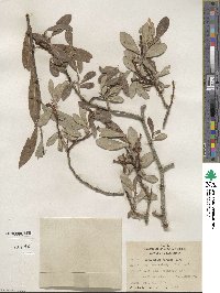 Salix scouleriana image