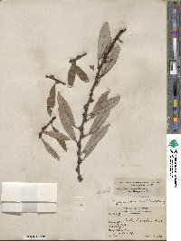 Salix scouleriana image