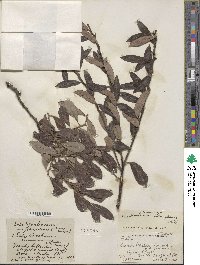 Salix scouleriana image