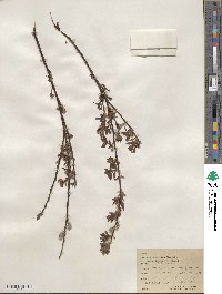 Salix scouleriana image