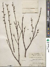 Salix scouleriana image