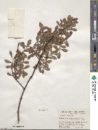 Salix scouleriana image