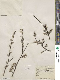 Salix scouleriana image