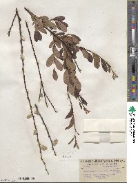 Salix scouleriana image