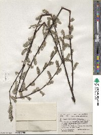 Salix scouleriana image