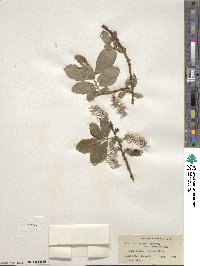 Salix scouleriana image