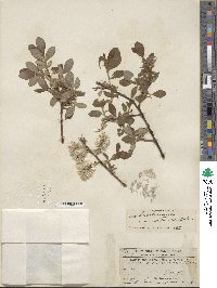 Salix scouleriana var. coetanea image