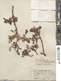 Salix scouleriana image