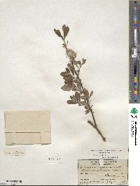 Salix scouleriana var. coetanea image