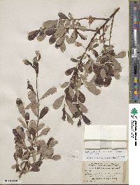 Salix scouleriana var. coetanea image