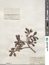 Salix scouleriana var. coetanea image