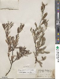 Salix scouleriana var. coetanea image