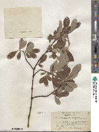 Salix scouleriana var. coetanea image