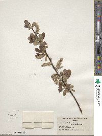 Salix scouleriana var. coetanea image