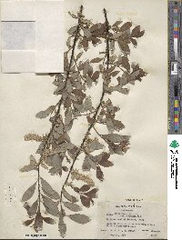 Salix scouleriana var. coetanea image