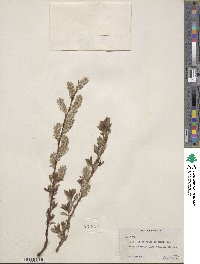 Salix scouleriana var. coetanea image