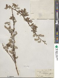 Salix scouleriana image