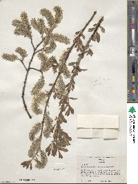 Salix scouleriana var. coetanea image