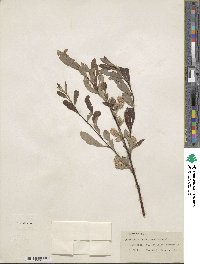 Salix scouleriana var. coetanea image