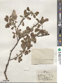 Salix scouleriana var. coetanea image