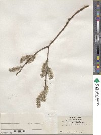 Salix scouleriana var. coetanea image