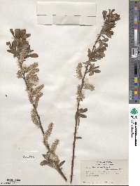 Salix scouleriana var. coetanea image