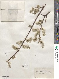 Salix scouleriana var. coetanea image