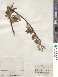 Salix scouleriana image