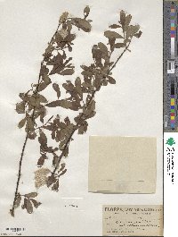 Salix scouleriana image