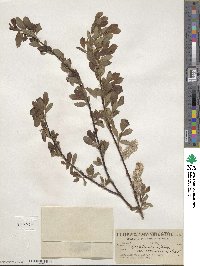 Salix scouleriana var. coetanea image