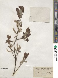 Salix scouleriana var. coetanea image